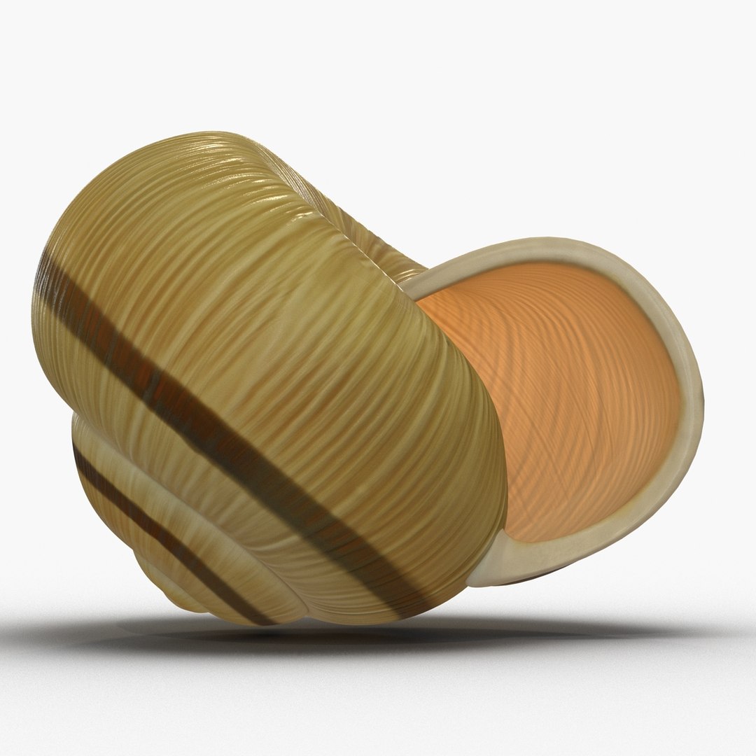3ds max snail shell 2 https://p.turbosquid.com/ts-thumb/Nd/F9Zu2U/SM1kXgtg/3dmodelofsnailshell08/jpg/1447079406/1920x1080/fit_q87/4a7c6725e17a4726774d380a011aae258ae7b97e/3dmodelofsnailshell08.jpg