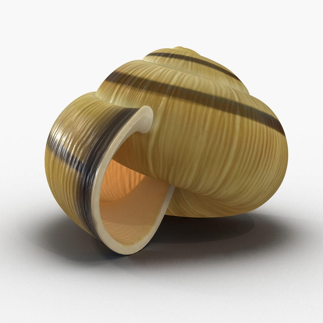 3ds max snail shell 2 https://p.turbosquid.com/ts-thumb/Nd/F9Zu2U/UBUtaIoc/snail_shell_2_360/jpg/1447079582/1920x1080/turn_fit_q99/ab243bb865947b72f782d13ec39c9e1192b3aa7e/snail_shell_2_360-1.jpg