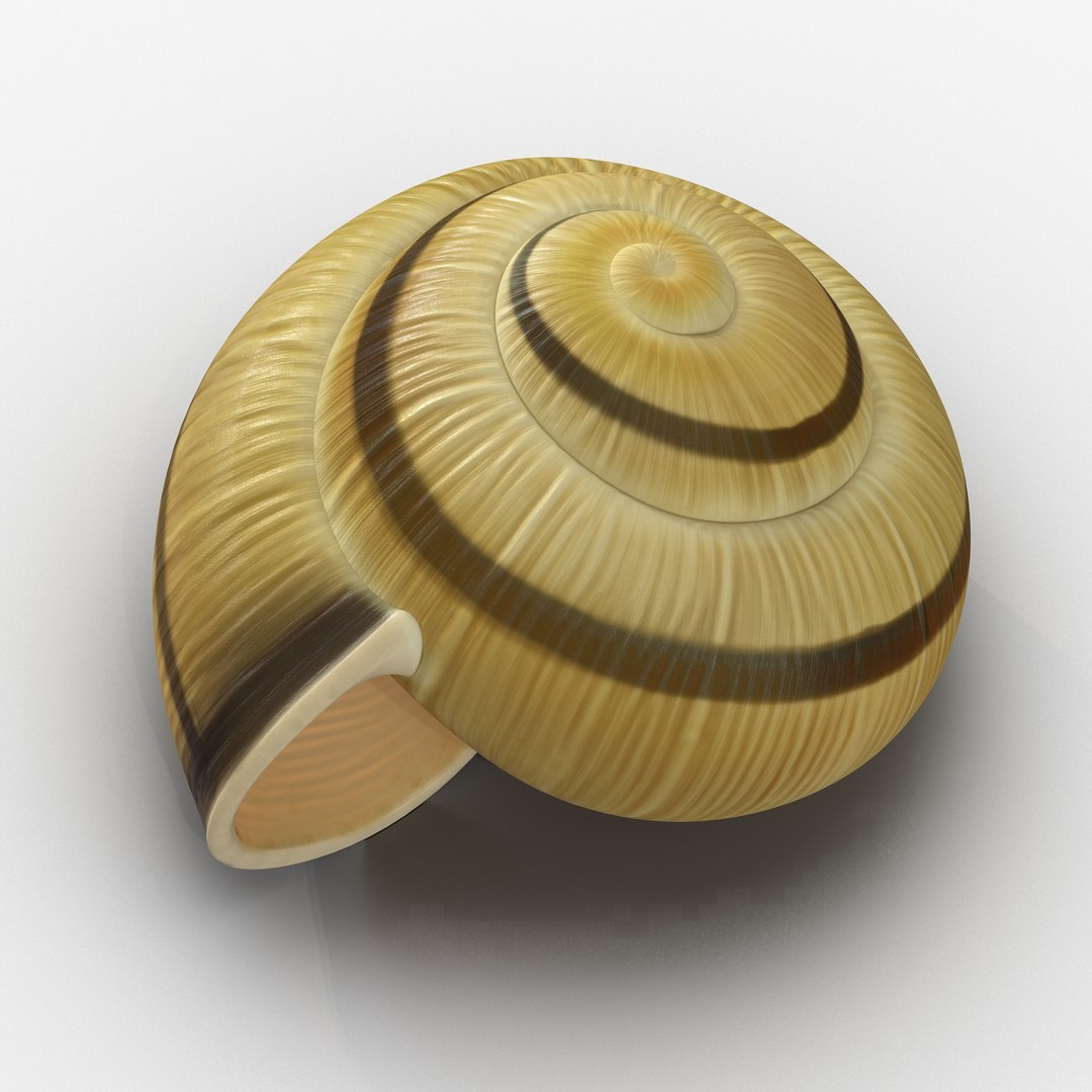 3ds max snail shell 2 https://p.turbosquid.com/ts-thumb/Nd/F9Zu2U/gdhTYdJt/3dmodelofsnailshell03/jpg/1447079405/1920x1080/fit_q87/39ec07c79502821d39f6b3deea69050361fb1bf5/3dmodelofsnailshell03.jpg