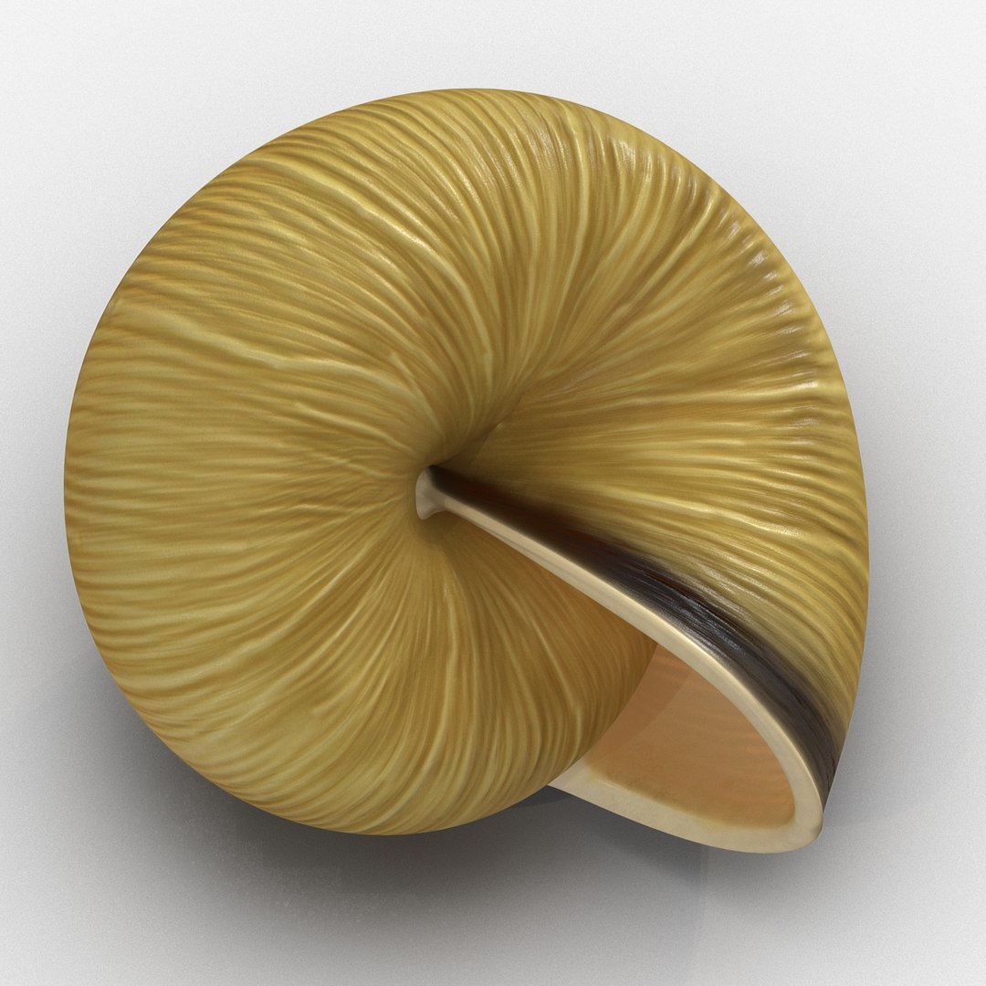 3ds max snail shell 2 https://p.turbosquid.com/ts-thumb/Nd/F9Zu2U/qzWqcaCP/3dmodelofsnailshell11/jpg/1447079406/1920x1080/fit_q87/8017b40dc2588eac9d7437607739d663fc70a6a2/3dmodelofsnailshell11.jpg