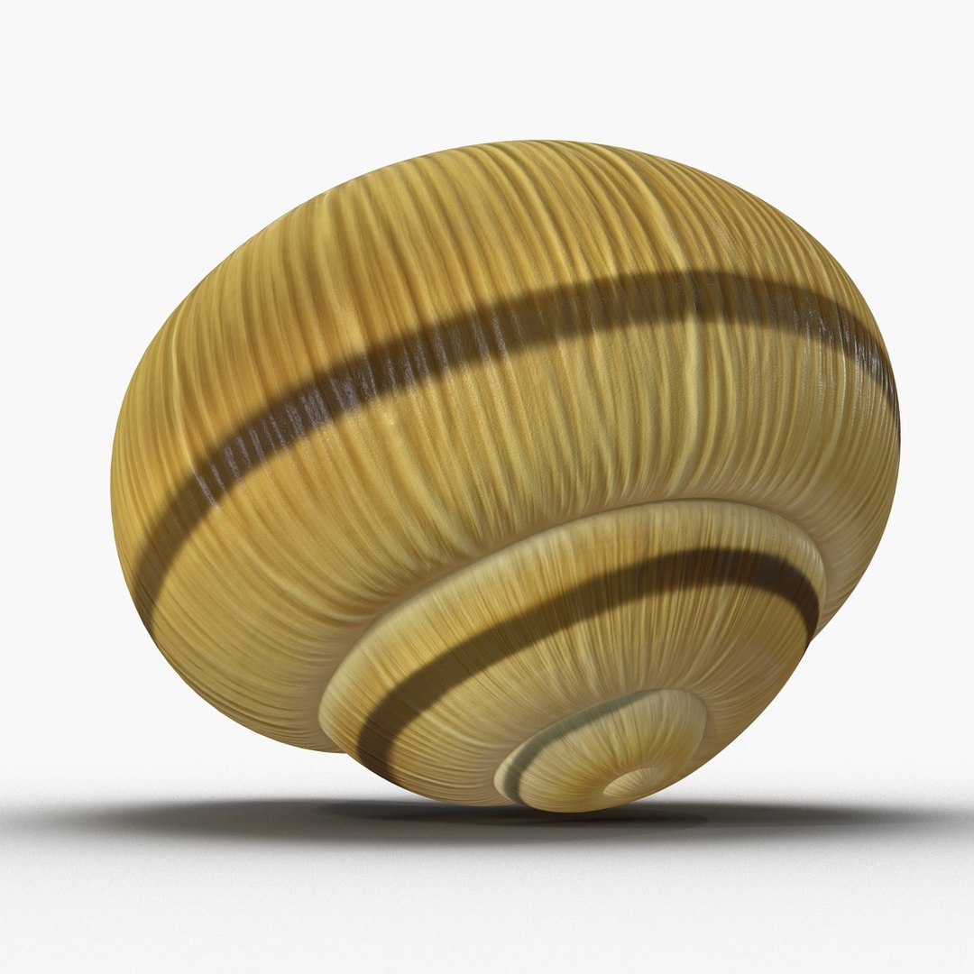 3ds max snail shell 2 https://p.turbosquid.com/ts-thumb/Nd/F9Zu2U/tATzHICf/3dmodelofsnailshell10/jpg/1447079406/1920x1080/fit_q87/1b035ac6c31e6ca09282c3c3a11f5e8af5ed3aa9/3dmodelofsnailshell10.jpg