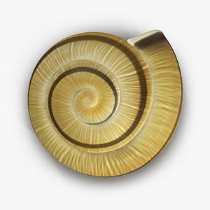 Snail Shell 2 3D Model