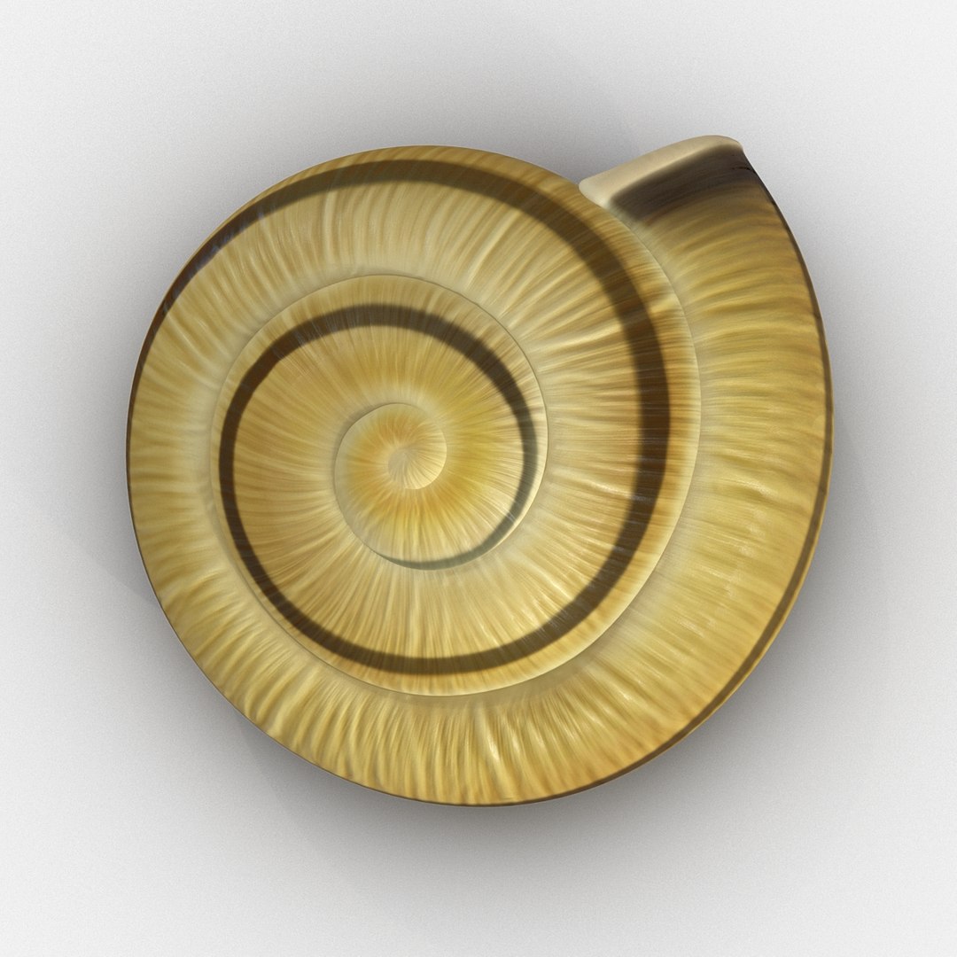 Snail Shell 2 3D Model 3D model preview