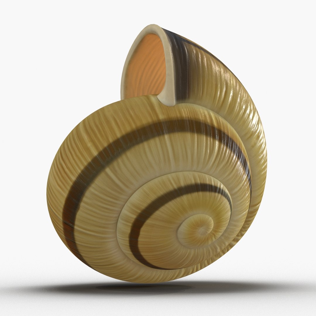 3ds max snail shell 2 https://p.turbosquid.com/ts-thumb/Nd/F9Zu2U/wqjCFEAQ/3dmodelofsnailshell13/jpg/1447079406/1920x1080/fit_q87/721a10b726eec6d9f32e73e37c9e863749aebadf/3dmodelofsnailshell13.jpg
