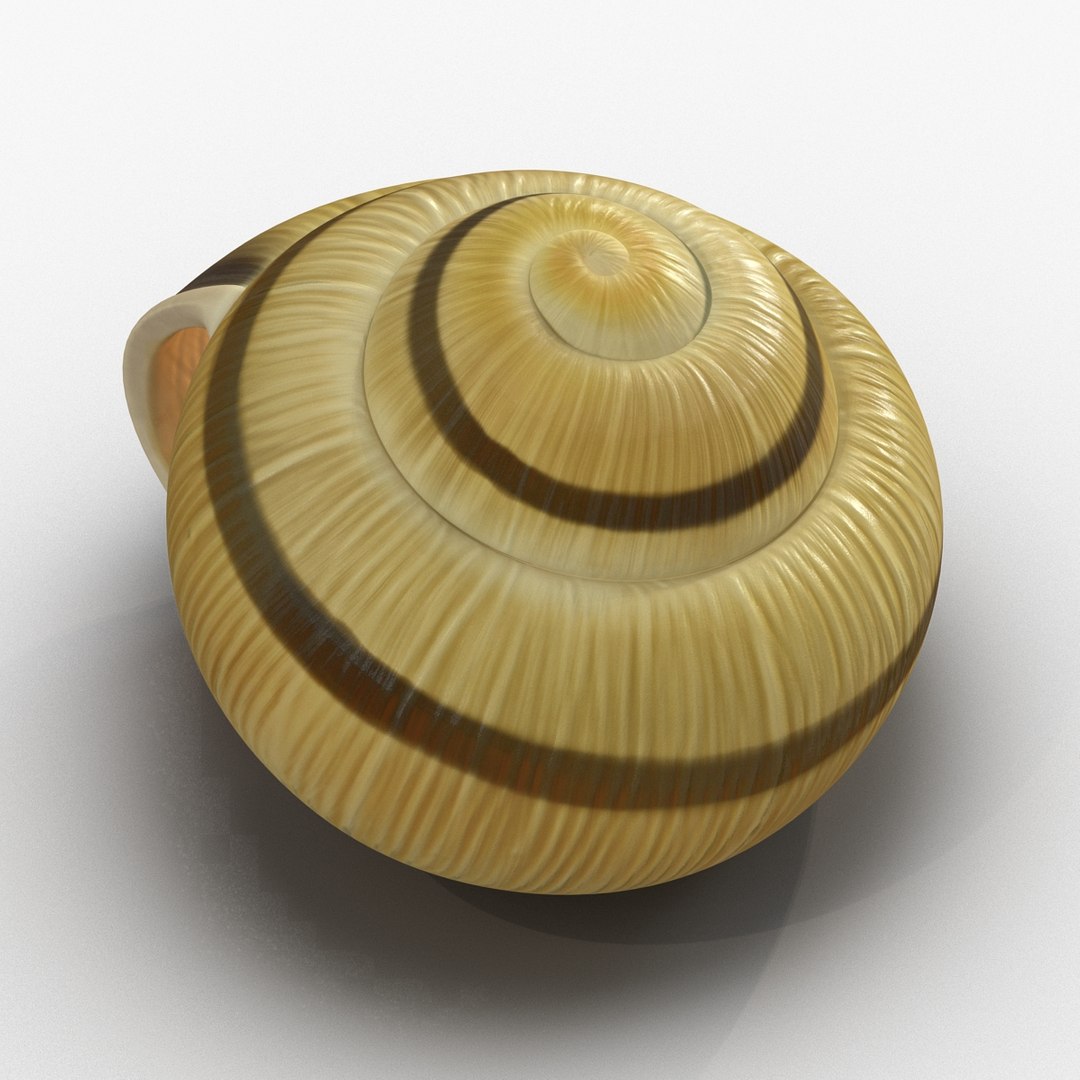 3ds max snail shell 2 https://p.turbosquid.com/ts-thumb/Nd/F9Zu2U/xU5ppQ16/3dmodelofsnailshell07/jpg/1447079406/1920x1080/fit_q87/513d7d67034e6fcb771c1ebf0ceff3f6d95e5f8b/3dmodelofsnailshell07.jpg