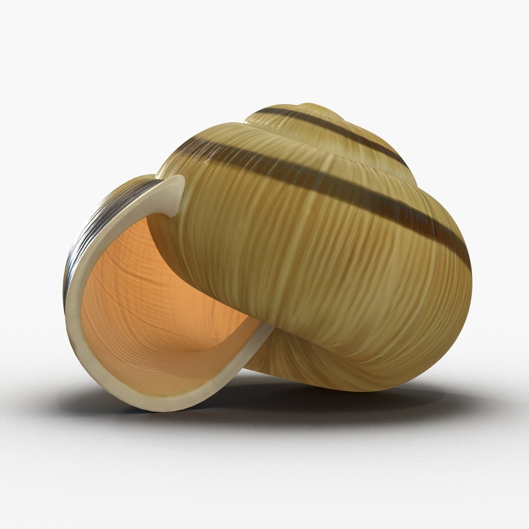 3ds max snail shell 2 https://p.turbosquid.com/ts-thumb/Nd/F9Zu2U/xqfiE2Nh/3dmodelofsnailshell04/jpg/1447079405/1920x1080/fit_q87/cb995b4d329922b218c697bfb9991606815e8d7e/3dmodelofsnailshell04.jpg