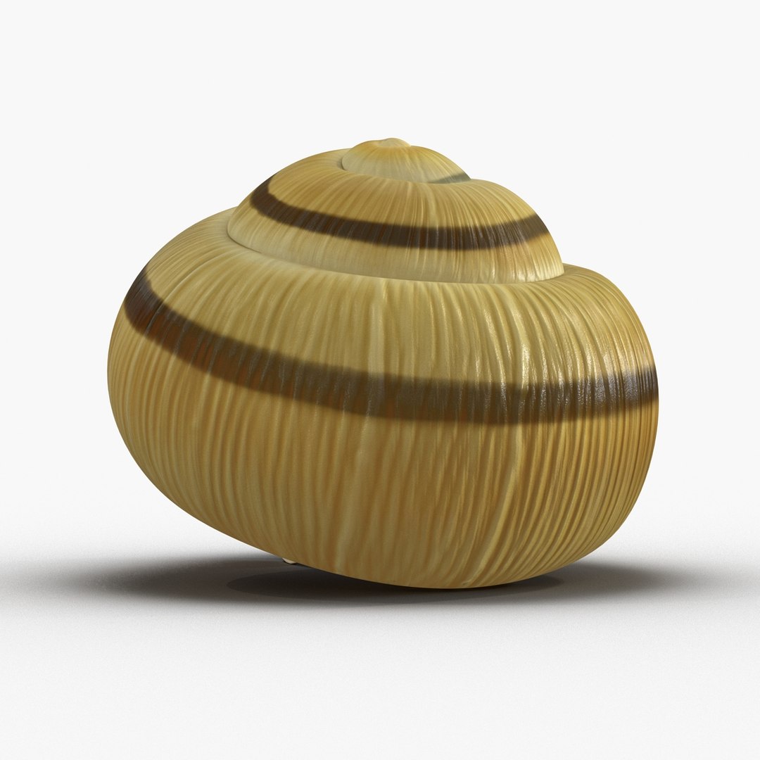 3ds max snail shell 2 https://p.turbosquid.com/ts-thumb/Nd/F9Zu2U/xxlCE9DE/3dmodelofsnailshell05/jpg/1447079405/1920x1080/fit_q87/e74fa46f78a01a26ff571ed19b36e3fa2322f53f/3dmodelofsnailshell05.jpg