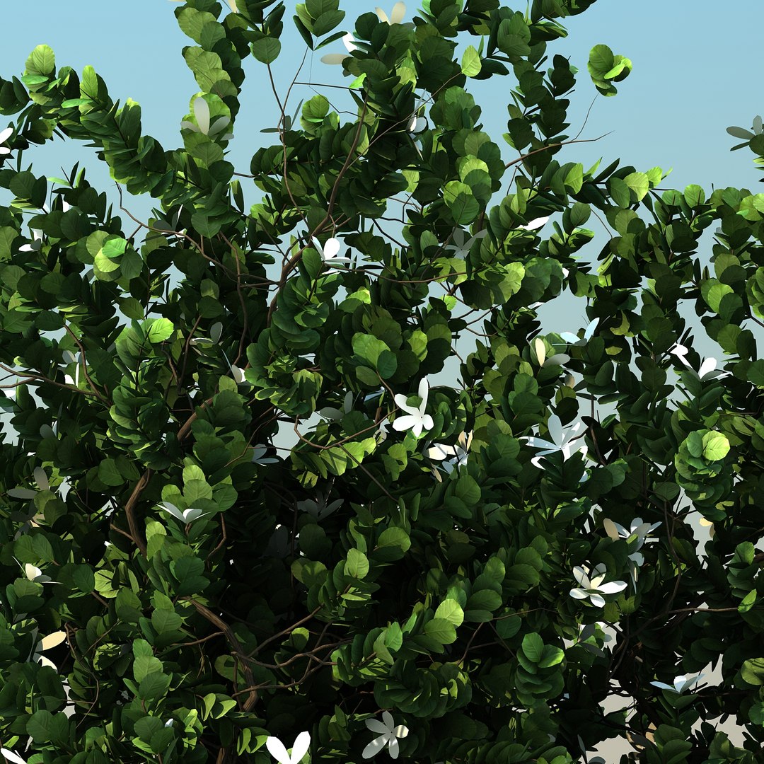 2 tree 3d model https://p.turbosquid.com/ts-thumb/Nd/H894xQ/P6eTyRmK/natalplum_011/jpg/1488297342/1920x1080/fit_q87/99455569535c59b55566d5600146b61c2c1eebcb/natalplum_011.jpg