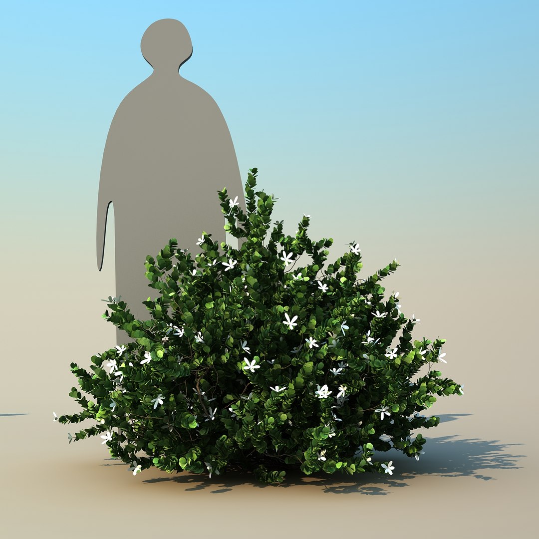2 tree 3d model https://p.turbosquid.com/ts-thumb/Nd/H894xQ/pFM50A8M/natalplum_04/jpg/1488297342/1920x1080/fit_q87/92daf8dae50bcb92b585ff0badd3ddfa1ae003f7/natalplum_04.jpg