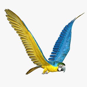 maya parrot animator 2