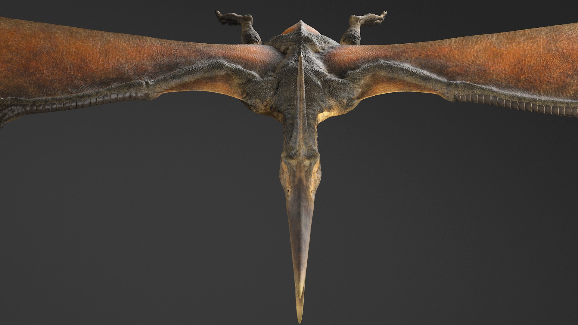 3D pteranodon rig - TurboSquid 1471016