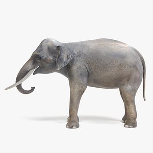 3D asian elephant male model