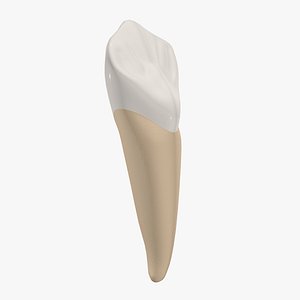 Canine Tooth 3D model