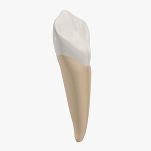 Canine Tooth