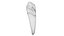 Canine Tooth