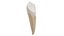 Canine Tooth