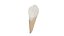 Canine Tooth