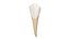 Canine Tooth