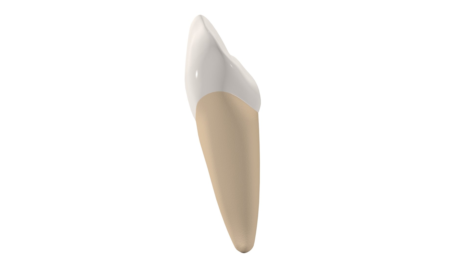 Canine Tooth 3D Model - TurboSquid 1771609