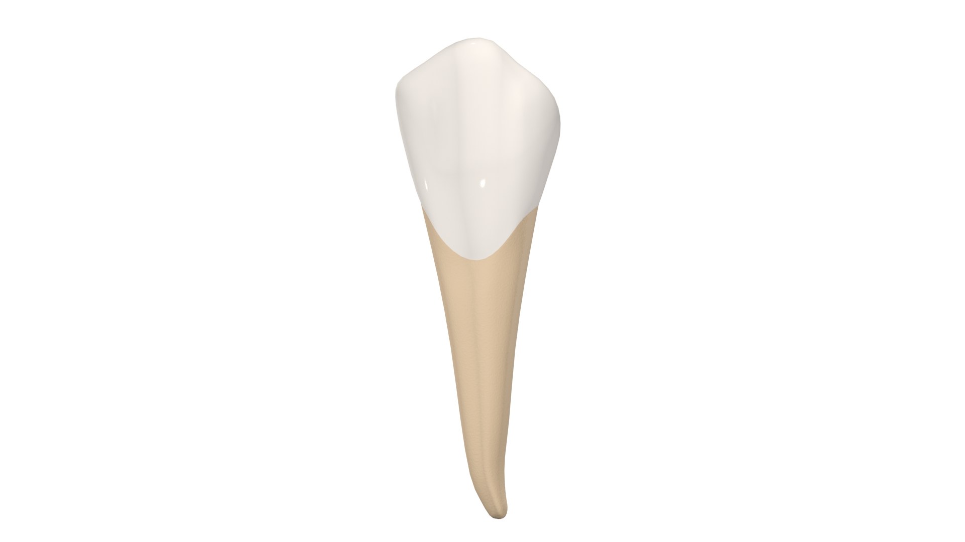 Canine Tooth 3D model https://p.turbosquid.com/ts-thumb/Nd/UVELa7/qN/canine0001/jpg/1628540436/1920x1080/fit_q87/5fc8e9169540005eede1dd7cf42f60544f3e18d4/canine0001.jpg