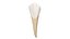 Canine Tooth