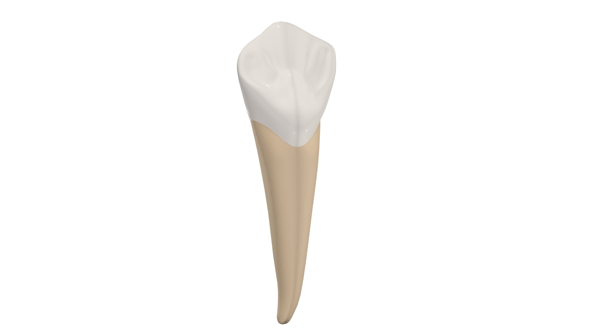 Canine Tooth 3D model https://p.turbosquid.com/ts-thumb/Nd/UVELa7/ve/canine0004/jpg/1628540436/1920x1080/fit_q87/7560a62d4e82d68cb985ac9b4c03e0b6210b6208/canine0004.jpg