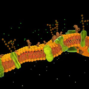 cell membrane