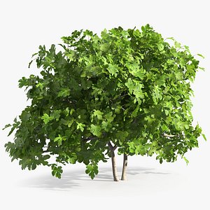 Fig Tree Two Trunks