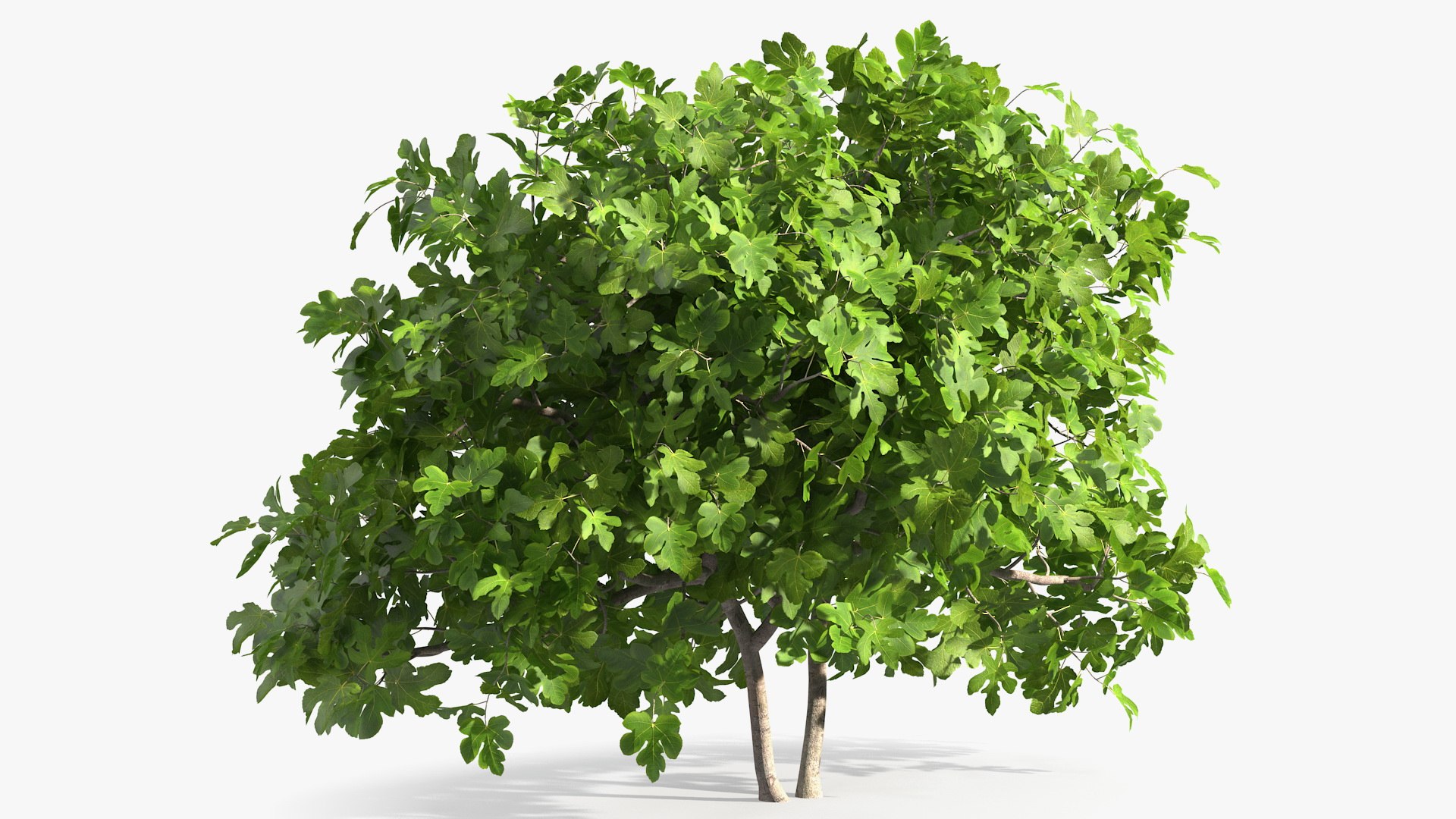 Fig Tree Two Trunks 3D model preview