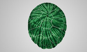 Turtle Shell