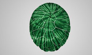 Turtle Shell