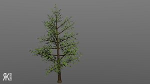 Download Free & Premium Deciduous Tree 3D Models | TurboSquid