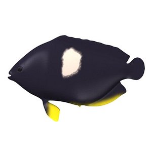 tropical fish 3d model