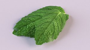 3D lemon mint leaves leaf