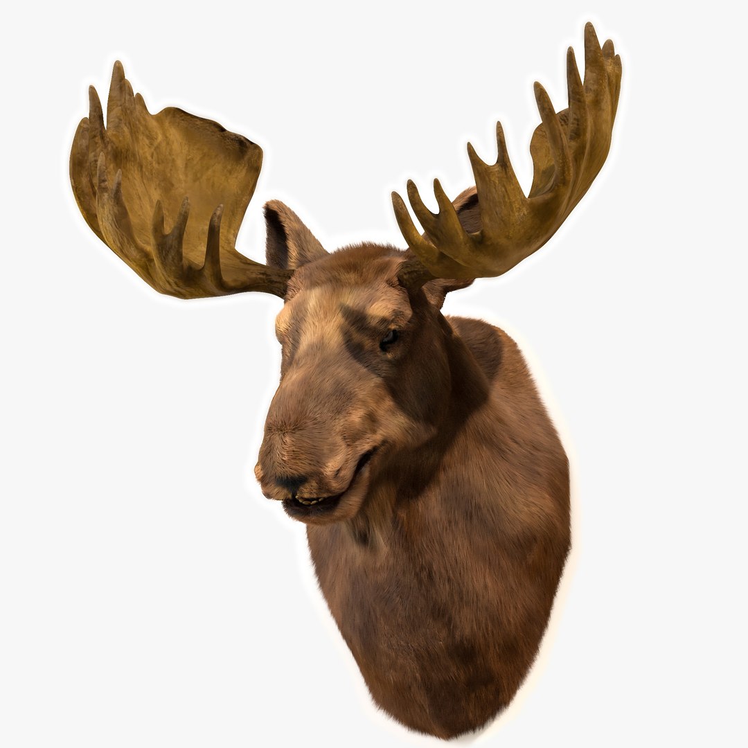 3D moose head https://p.turbosquid.com/ts-thumb/Nd/jRLc8K/6KQ1dy7q/4/jpg/1563178450/1920x1080/fit_q87/7c67061b0406c3377dbc52868649b632459bb531/4.jpg