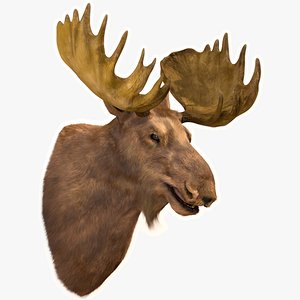 Moose Head