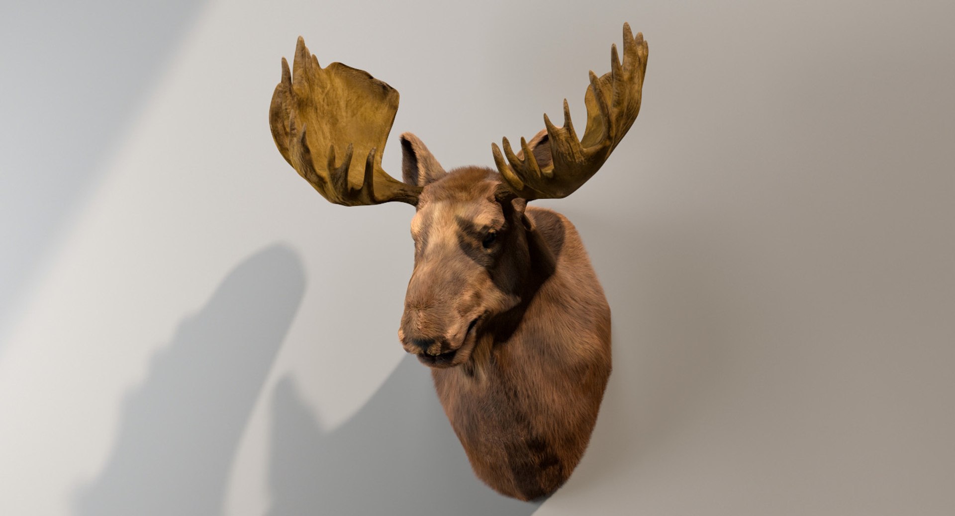 3D moose head https://p.turbosquid.com/ts-thumb/Nd/jRLc8K/FinG7IQZ/4rd.effectsresult/jpg/1563790320/1920x1080/fit_q87/6214900746e842120150c05c8903151b5435de78/4rd.effectsresult.jpg