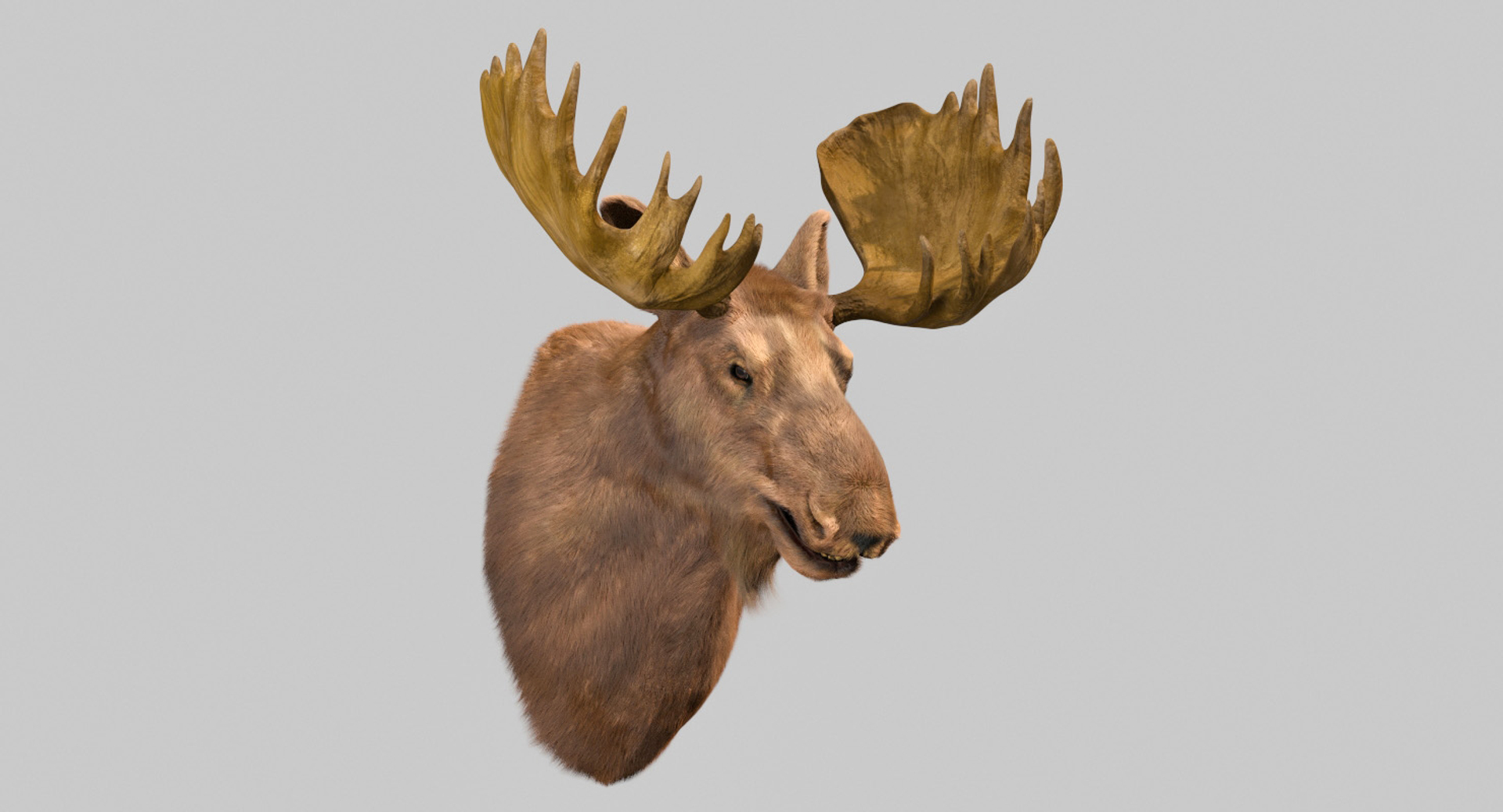 3D moose head https://p.turbosquid.com/ts-thumb/Nd/jRLc8K/dhjUaxoj/frame/jpg/1563790129/1920x1080/turn_fit_q99/10e0a3fa11df1ab1a742480f91beca2d03561405/frame-1.jpg