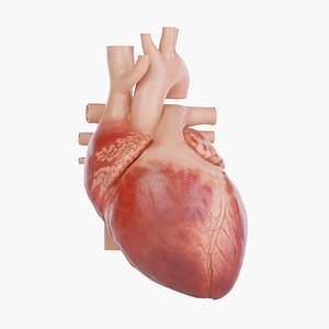 3D human heart versions