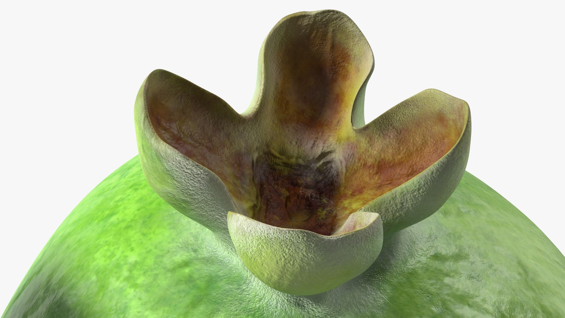 Feijoa Fruit Halves 3D Model - TurboSquid 1838070