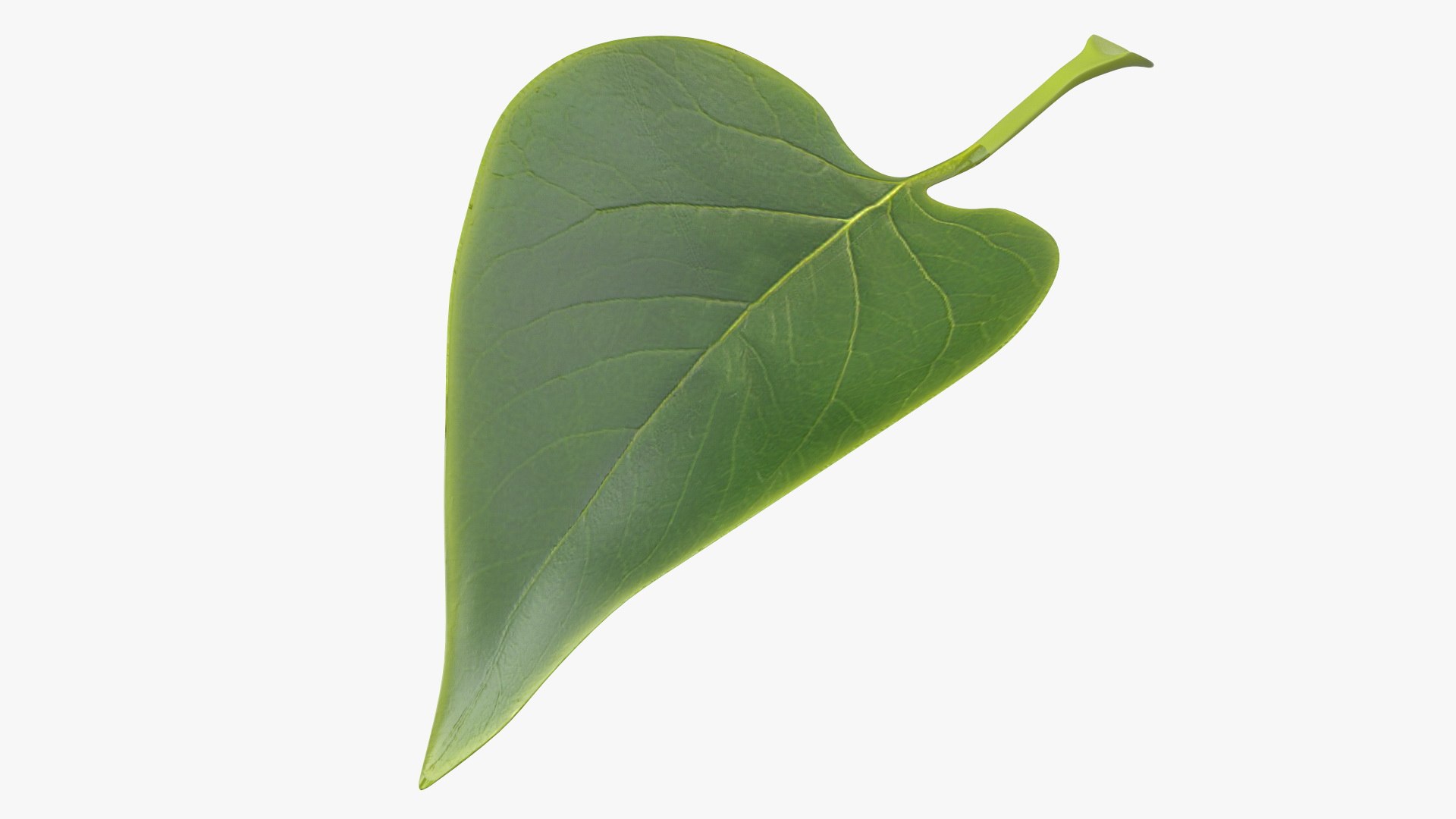 Realistic Green Leaf 3D model preview