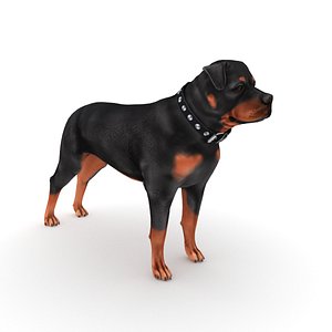 Rottweiler Dog with Collar