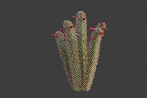3D XfrogPlants Muyasa - Cleistocactus Sepium model