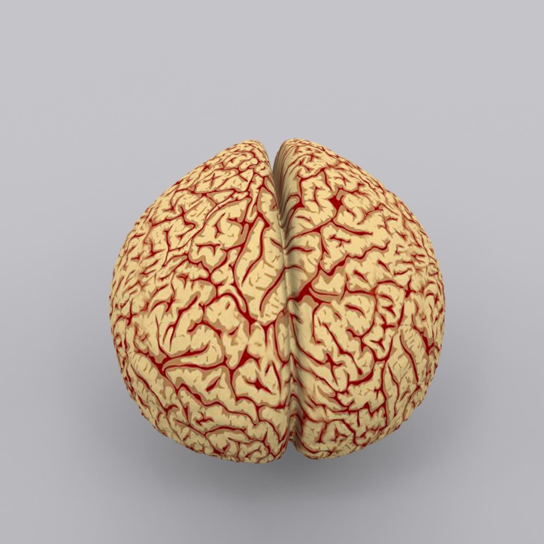 3ds brain https://p.turbosquid.com/ts-thumb/Ne/hHvDZh/1TVmyBW6/brain0002/jpg/1354007132/1920x1080/fit_q87/13dab11a3a54c51851c15b7f264b76d9c1675c72/brain0002.jpg