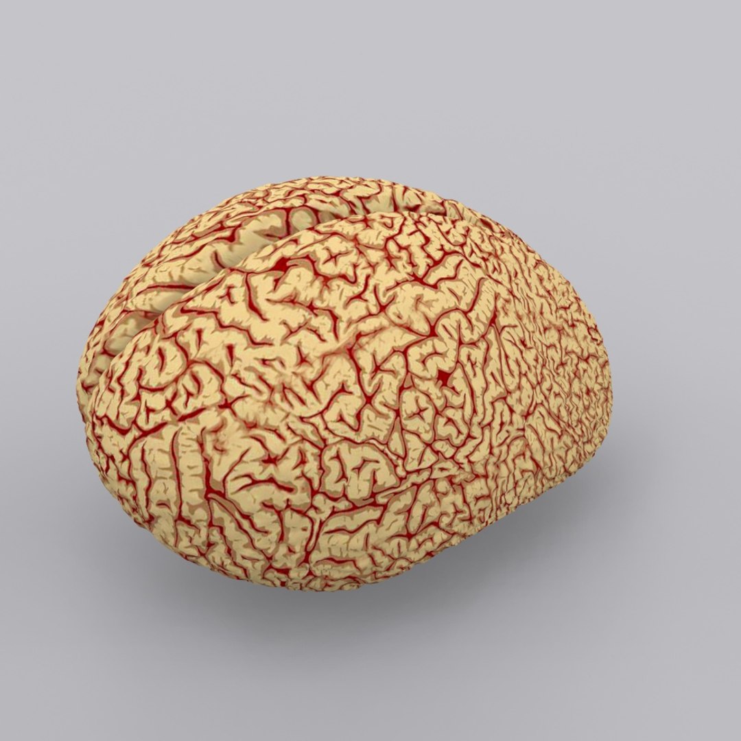 3ds brain https://p.turbosquid.com/ts-thumb/Ne/hHvDZh/SfET6PgN/brain0000/jpg/1354007132/1920x1080/fit_q87/c085dd307fd3dab118c305ca5e95547faf31b49a/brain0000.jpg