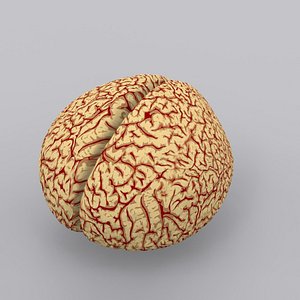 brain