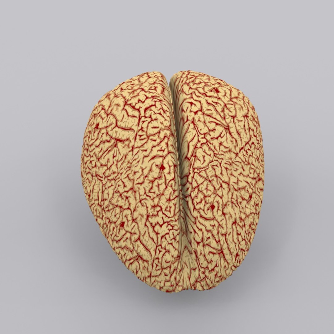 3ds brain https://p.turbosquid.com/ts-thumb/Ne/hHvDZh/YRzltCVg/brain0007/jpg/1354007132/1920x1080/fit_q87/01deb898d93f25955edc49eaa1f81e37252d74b0/brain0007.jpg