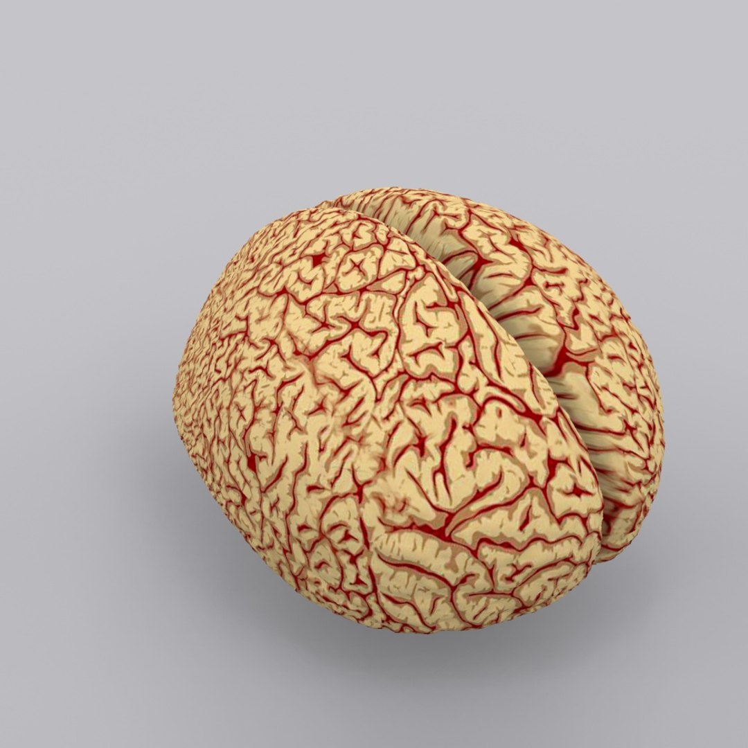 3ds brain https://p.turbosquid.com/ts-thumb/Ne/hHvDZh/qQLCYOWh/brain0003/jpg/1354007132/1920x1080/fit_q87/5aa1abcd74735e71695caf11be4048bf3b5da622/brain0003.jpg