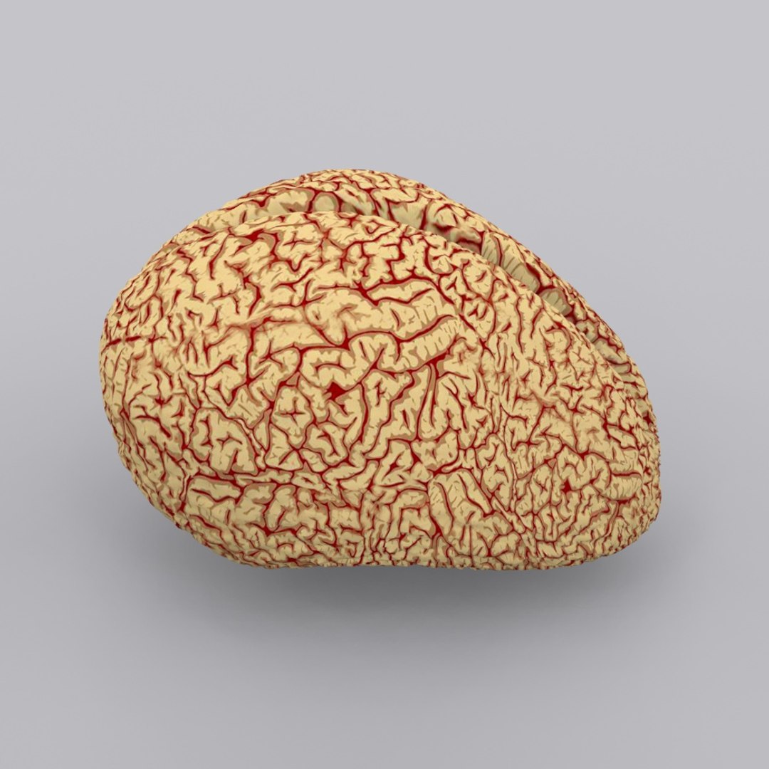 3ds brain https://p.turbosquid.com/ts-thumb/Ne/hHvDZh/xMfiBKx4/brain0009/jpg/1354007132/1920x1080/fit_q87/223aed580f195ab89d534a4c2c7648c633c1079a/brain0009.jpg