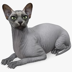Sphynx Cat Black Lying Pose